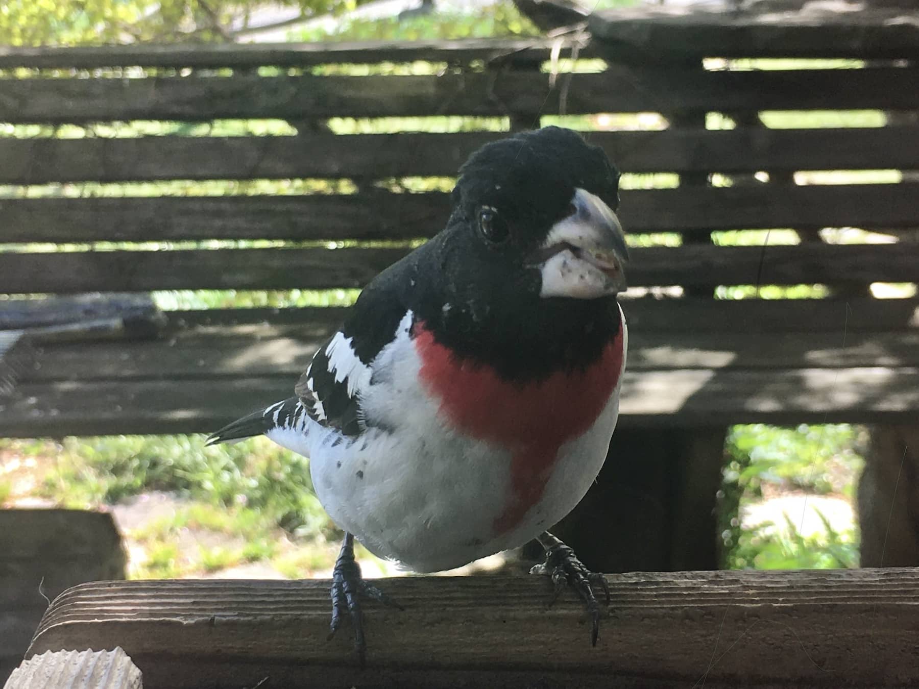 Grosbeak sitting on a wooden fence. These colorful birds inspire Amy's children's book characters. 